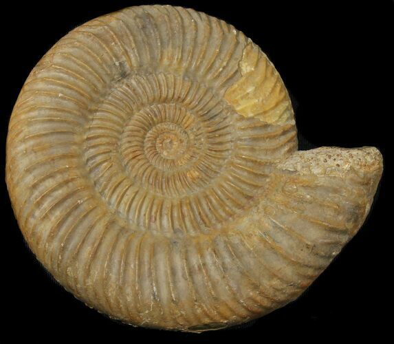Parkinsonia Ammonite - France #38933